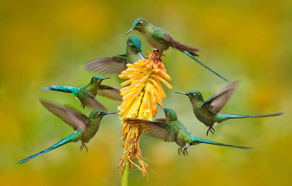 group of hummingbirds eating nectar