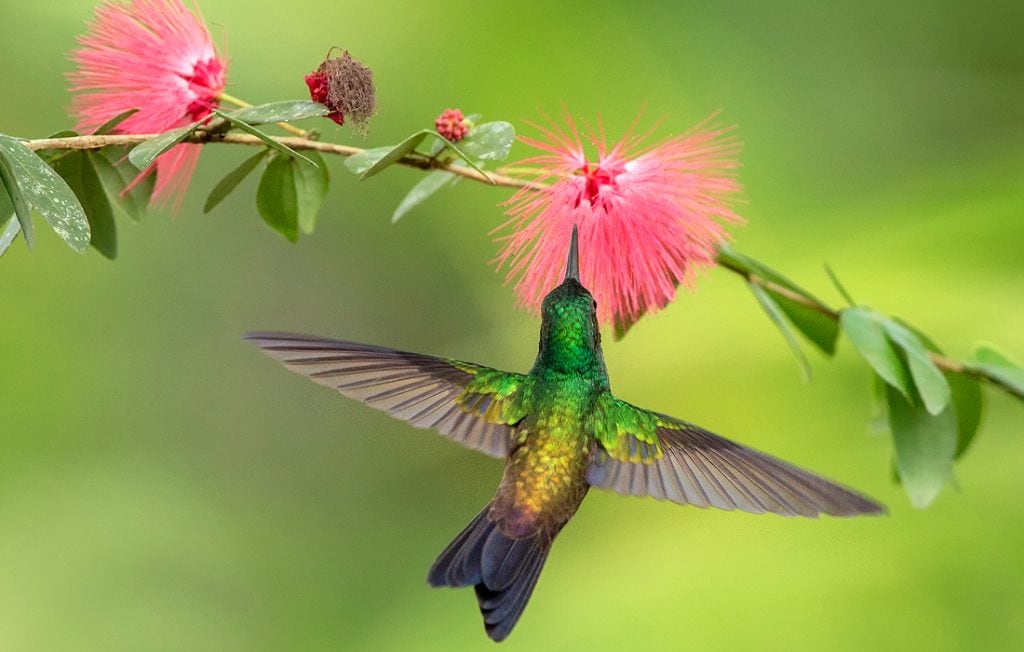 hummingbird flying