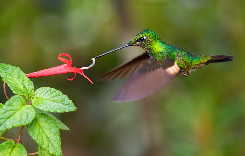 hummingbird eating a nectar