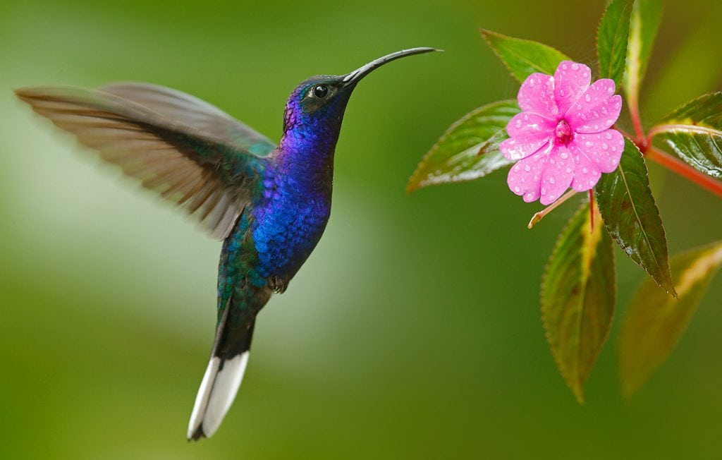 hummingbird flying