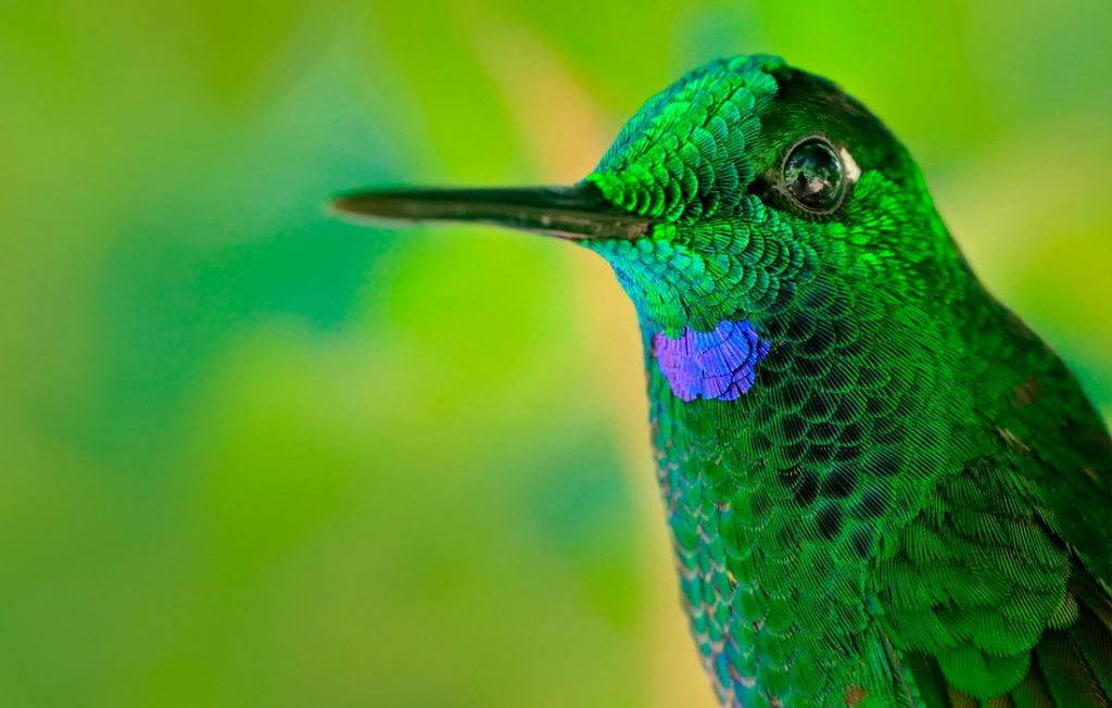 portrait of a hummingbird