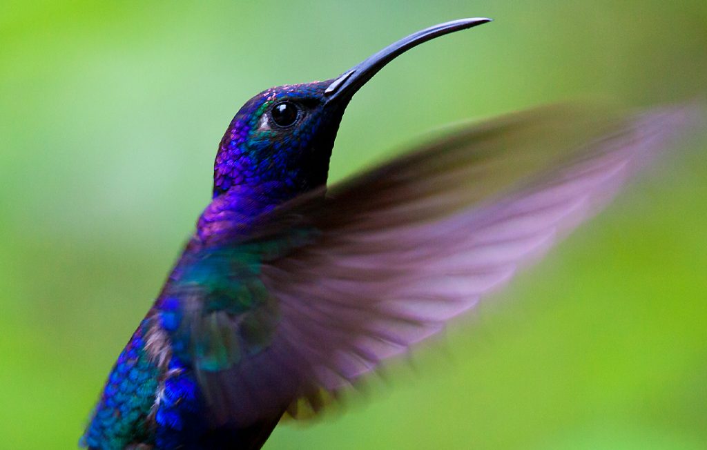 hummingbird flying