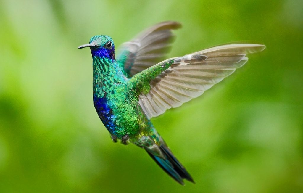 hummingbird flying