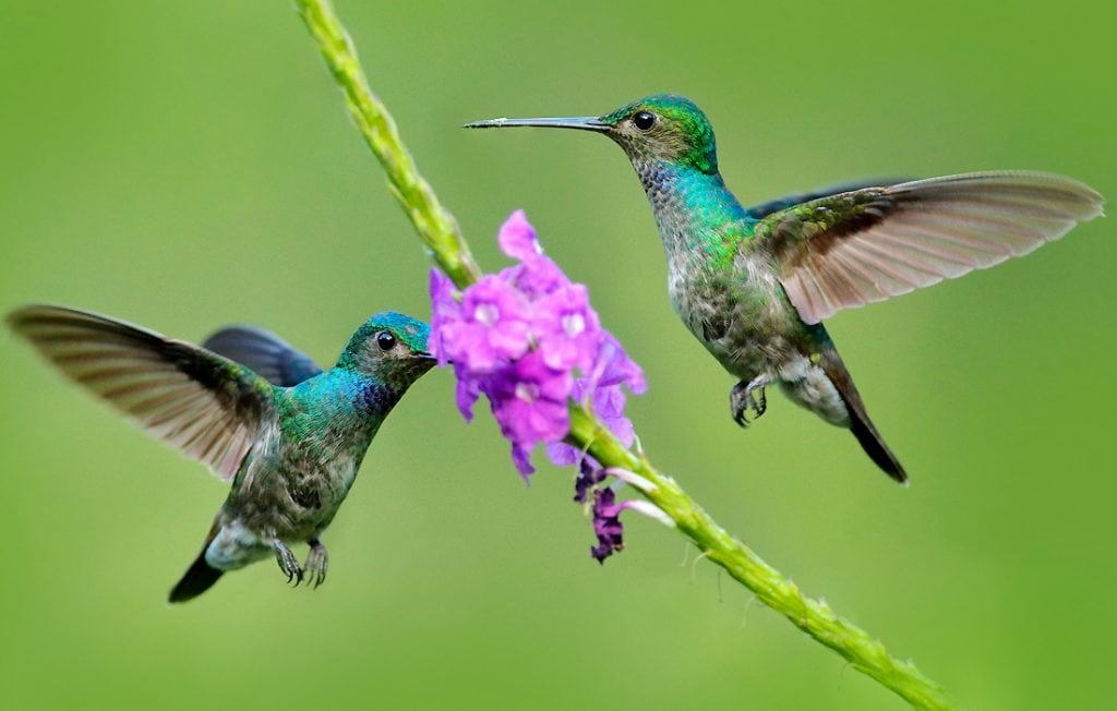 two hummingbirds flying