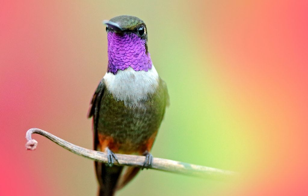 portrait of a hummingbird