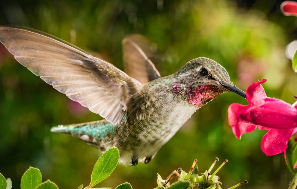 hummingbird flying