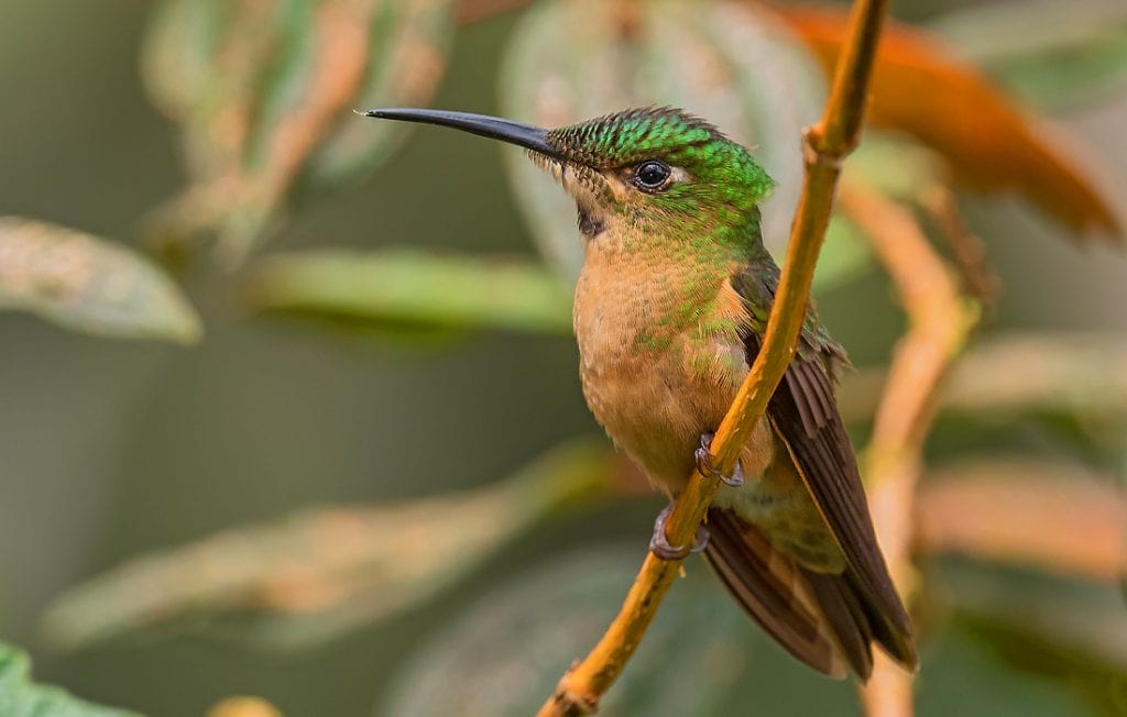 portrait of a hummingbird