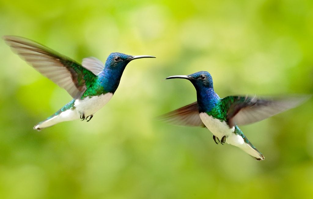 two hummingbirds flying