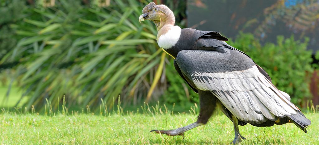 Andean Condor