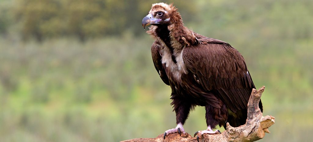 Cinereous Vulture