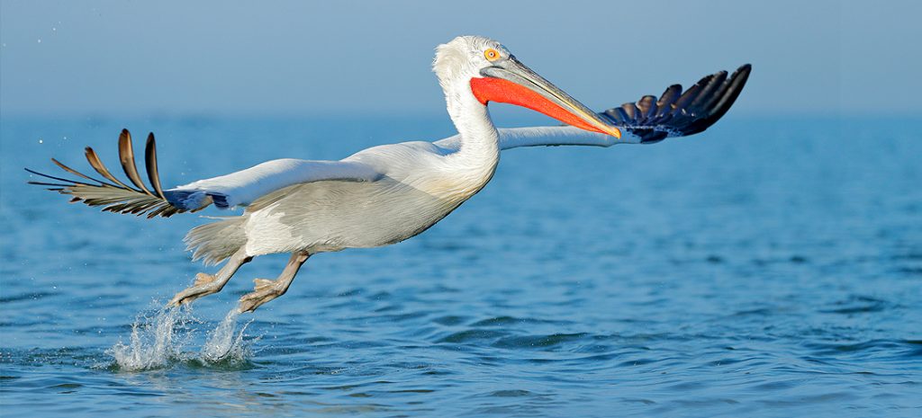 pelican