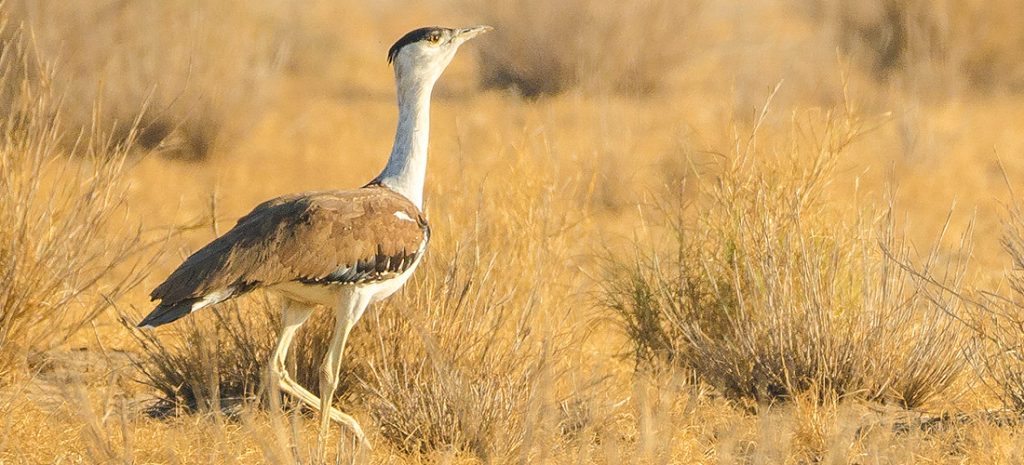 Great Indian Bustard