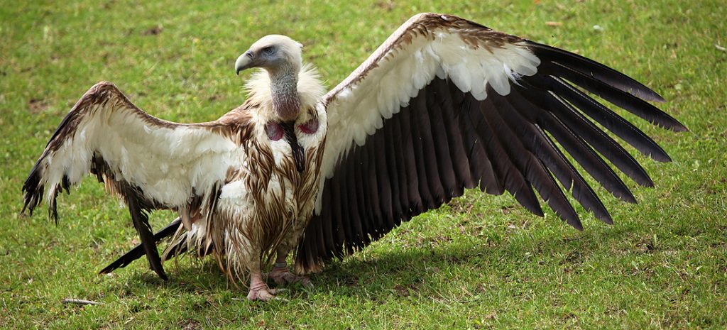 world biggest flying bird