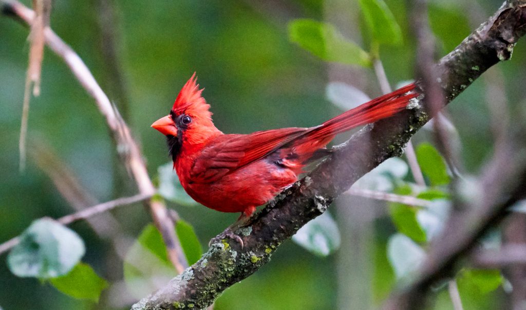 best cardinal bird feeder