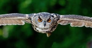 why do owls hoot?
