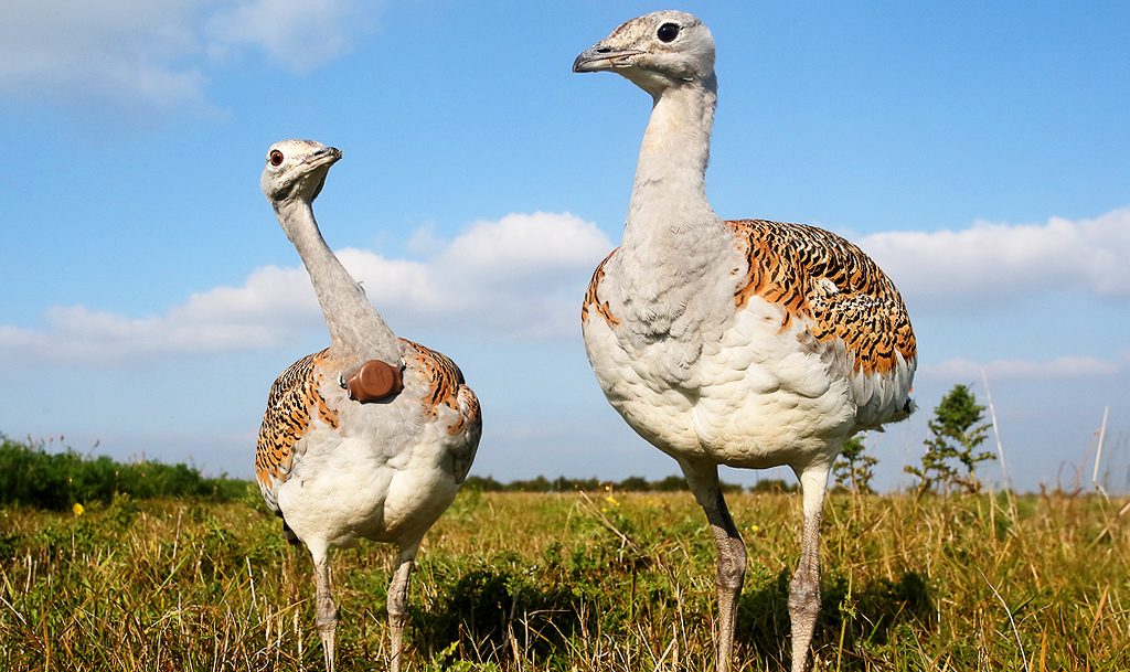 great bustard heaviest flying bird