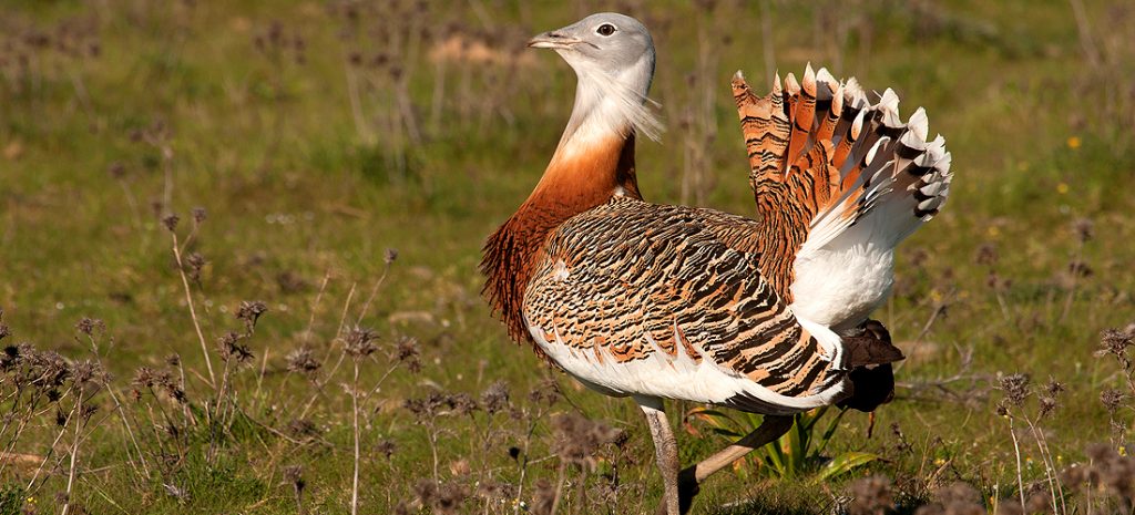 great bustard heaviest flying bird