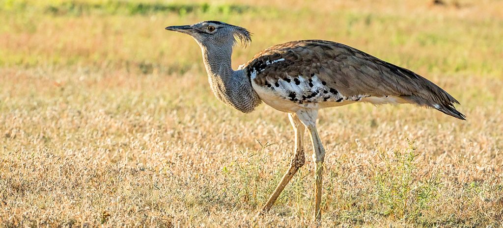 kori bustard flying