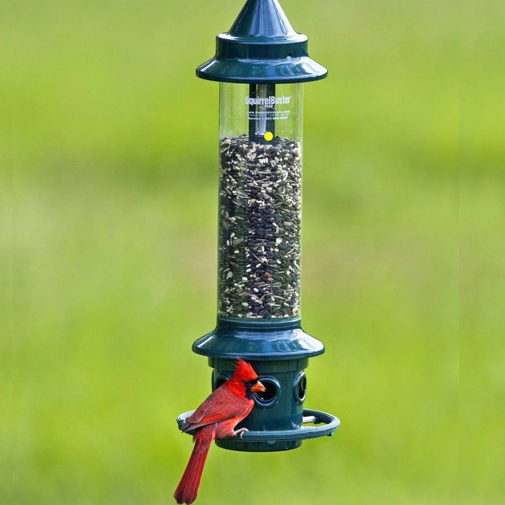 squirrel buster cardinal feeder