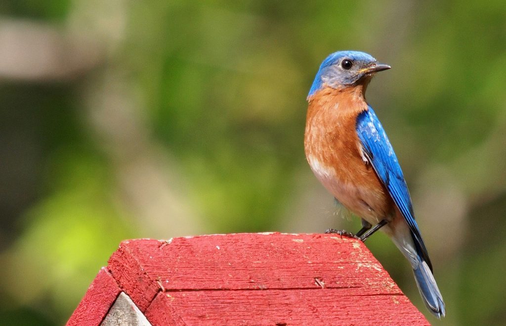 best bird seed for blue birds