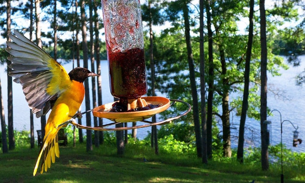 bird feeder