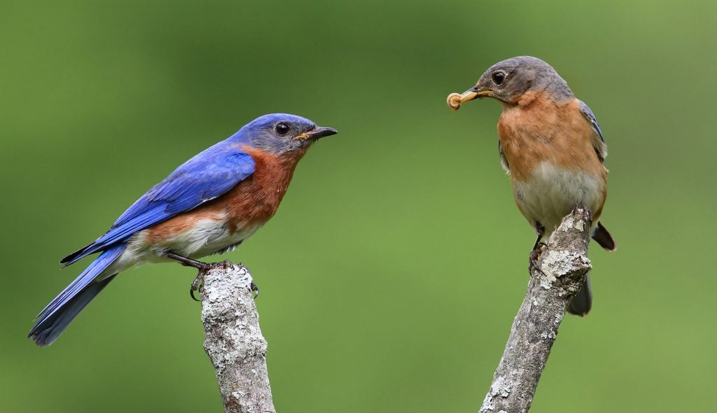 dos pájaros azules