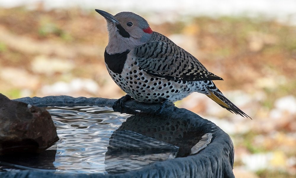 pájaro carpintero