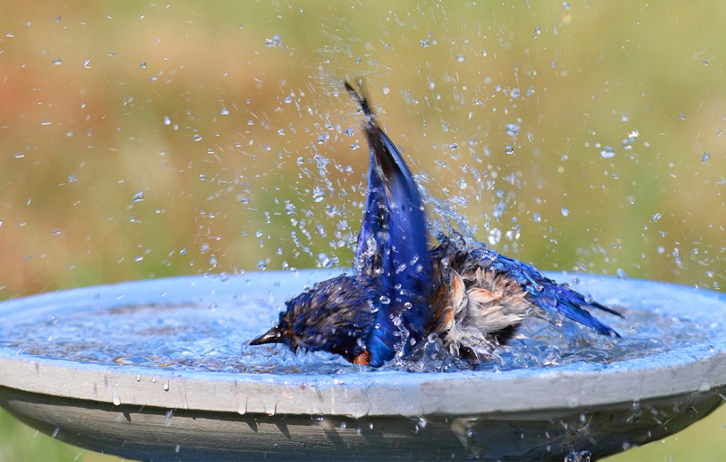 baño de pájaros