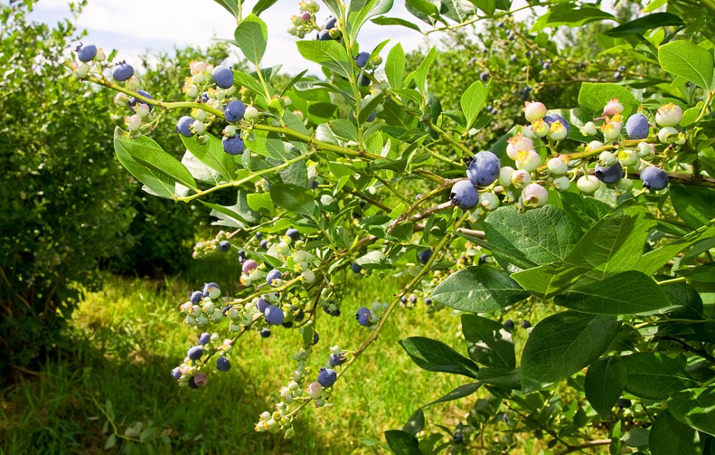 blueberry branch