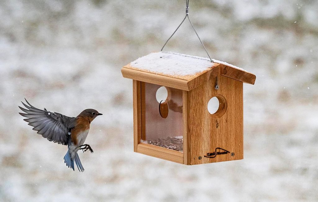 comedero para pájaros azules