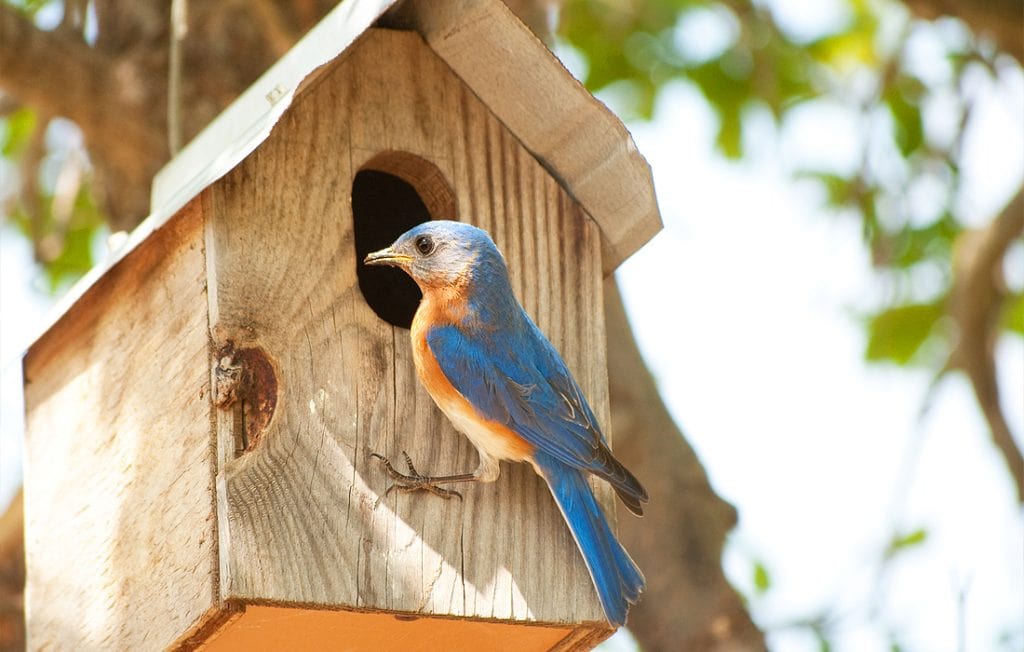 bluebird nestbox