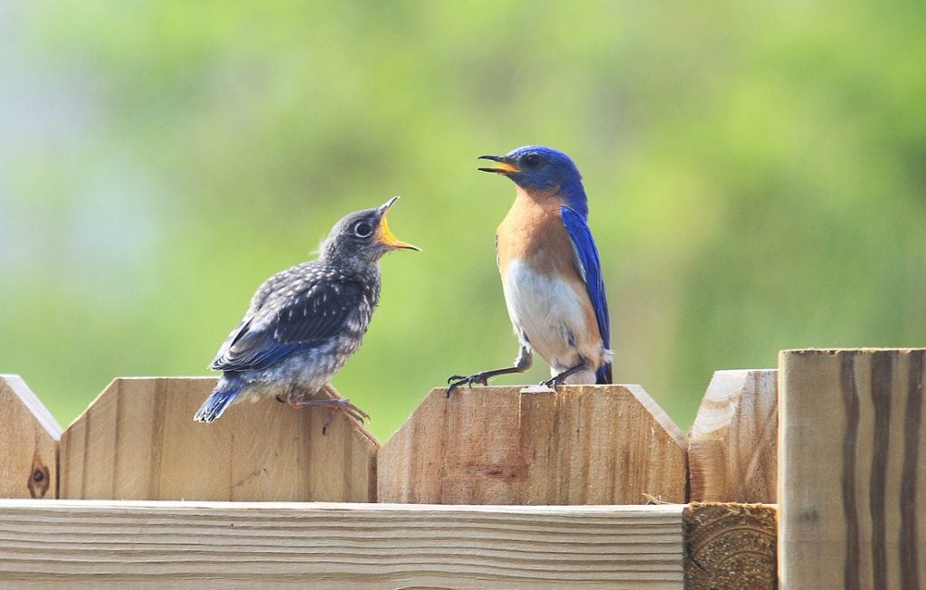 pájaro azul cantando