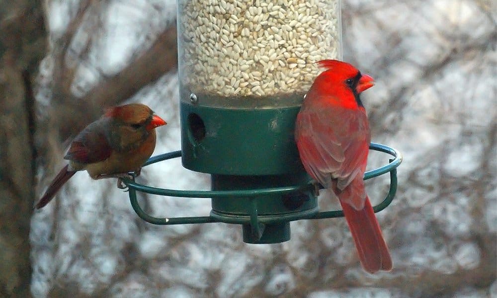 window bird feeder homebase