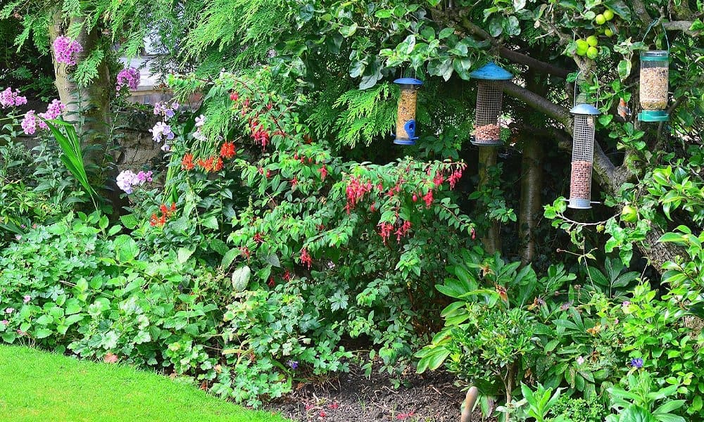 Attract Cardinals to Your Yard: 7 Tips and 3 Things to Avoid