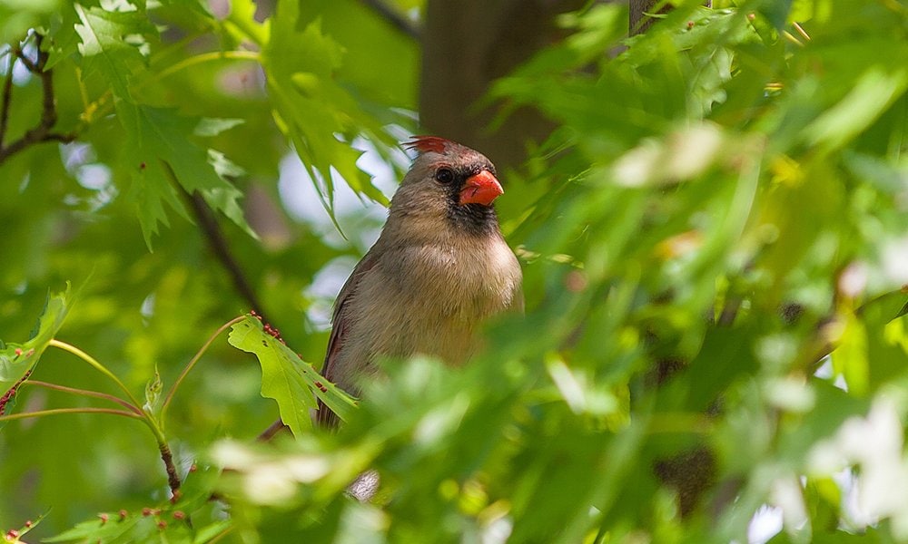 The Felted Birds Pair-northern Cardinals-symbol of NFL Team 