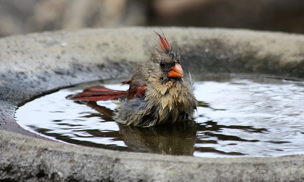 15 Cardinal Bird Facts You Didn't Know (2022) - World Birds