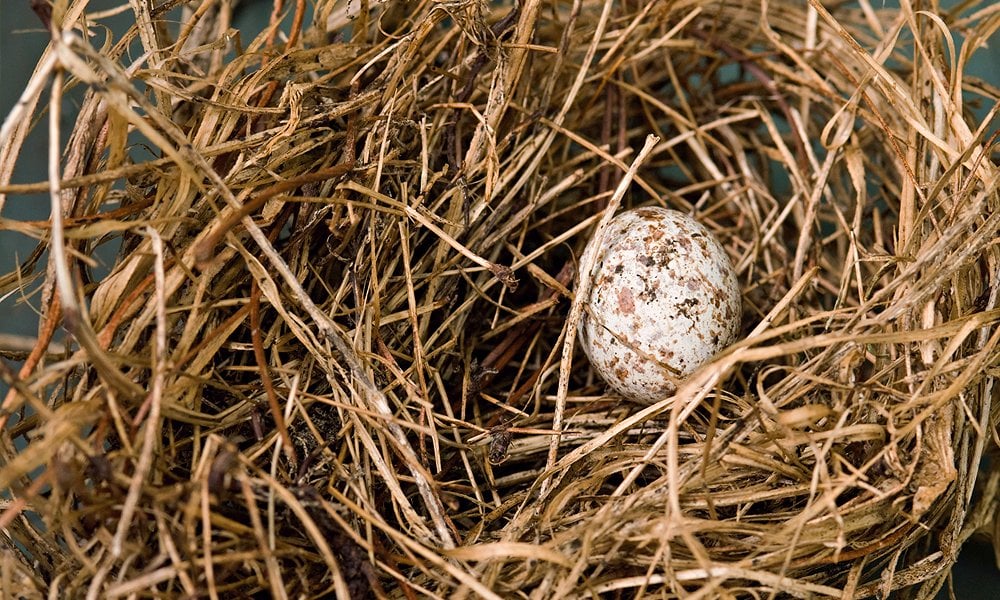 bird nest egg