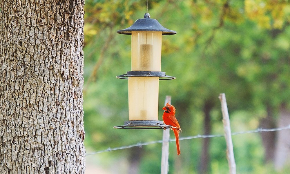 bird feeder