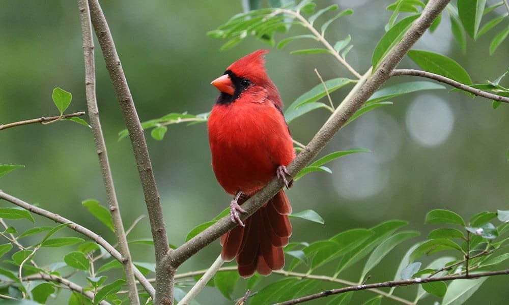 Ohio Birds and Biodiversity: A pair of dashing cardinals, and Albert the  white-headed jay, in snow