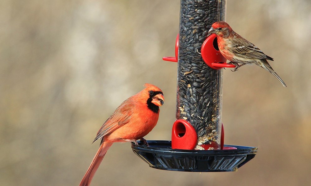 Attract Cardinals to Your Yard: 7 Tips and 3 Things to Avoid