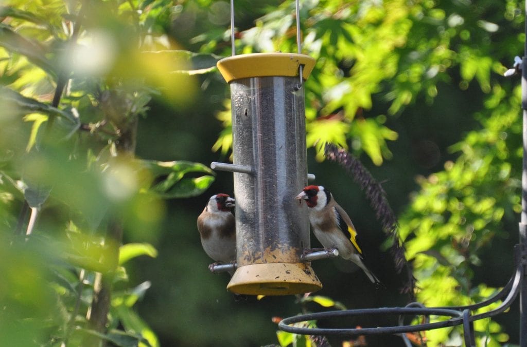 bird feeder