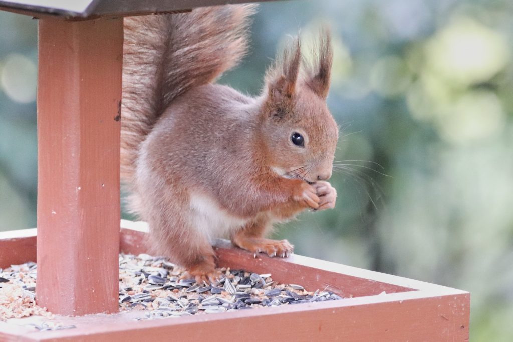 squirrel feeder