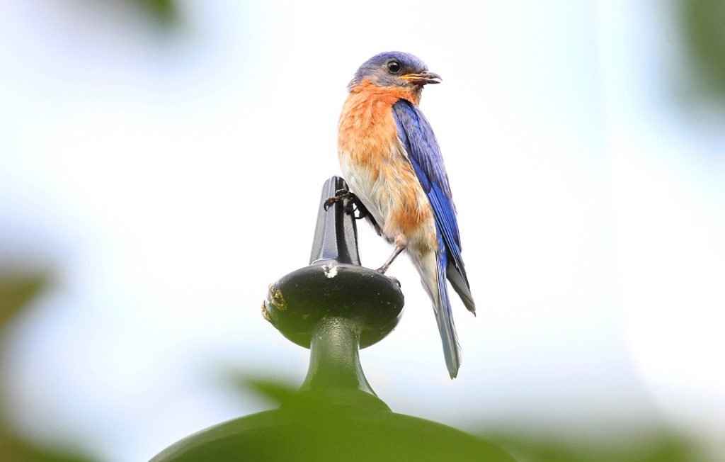 11 Tips On How To Attract Bluebirds, Virginia Bluebird House Plans