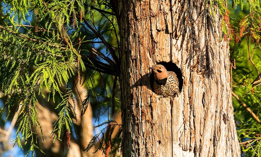 woodpecker