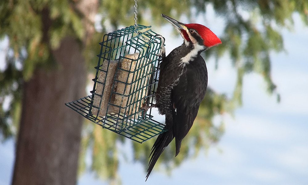 woodpecker