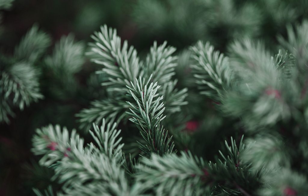 pine needles