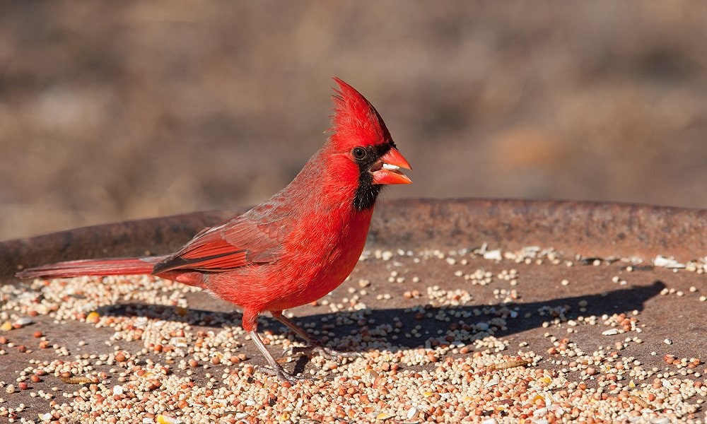 How to Identify Female Cardinal at Your Feeder