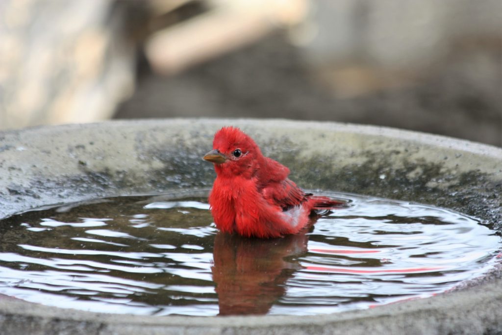5 Best Bird Baths In 2022 Essential, Ground Level Bird Baths