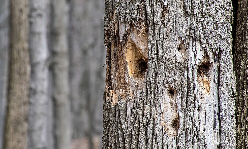 woodpecker holes in a tree