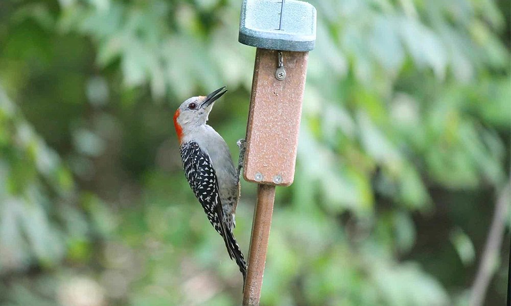 woodpecker feeder